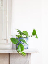 files/IndoorPlants_2-JamieShots20.11.2023-113_fb880c81-626f-4a44-8397-04cd60a04562.jpg